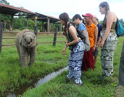 Wildlife Safari